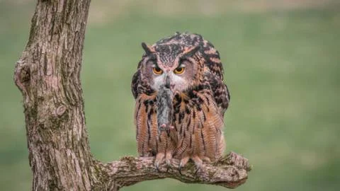 Close-up of Eurasian Eagle-Owl in Daylight Stock Photos