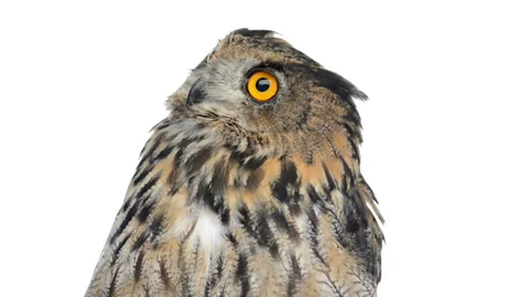 Close-up of an eurasian eagle owl looking around Stock Footage 27825231