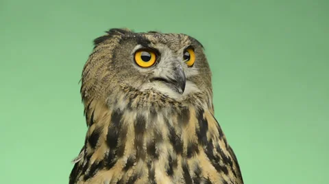 Close-up of an eurasian eagle owl looking around, green key Stock Footage 30415442
