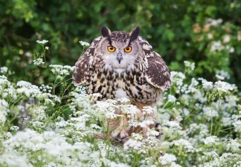 Close-up of Eurasian Eagle Owl the meadow Foto stock