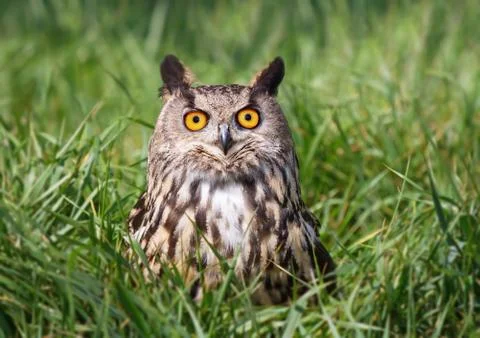 Close-up of Eurasian Eagle Owl perching on a grass Stock Photos