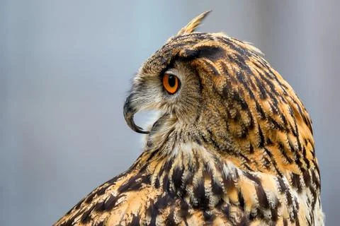 Close-up of eurasian eagle-owl Foto stock
