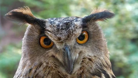 Close-up of Eurasian Eagle-owl's head, showcasing its piercing orange eyes .. Stock Footage 296857066