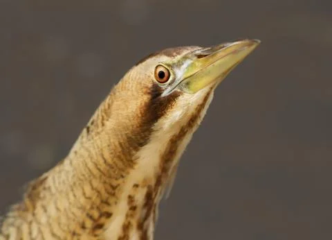 Close up of an Eurasian great bittern Stock Photos