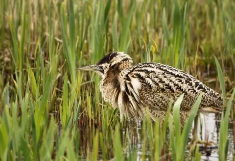 Close up of an Eurasian great bittern Stock Photos