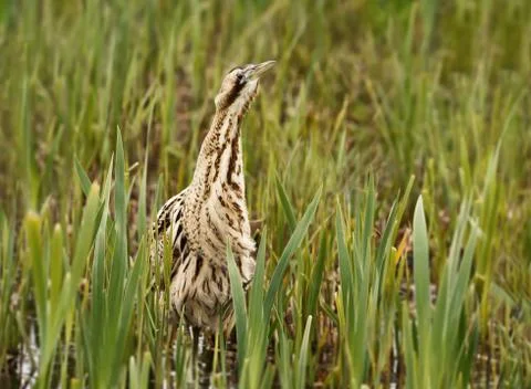 Close up of an Eurasian great bittern Stock Photos