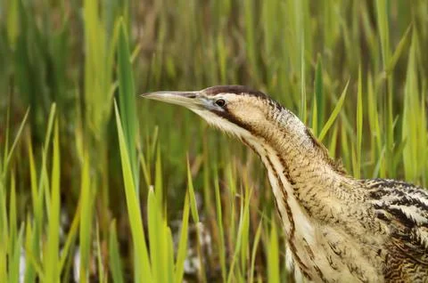 Close up of an Eurasian great bittern Stock Photos