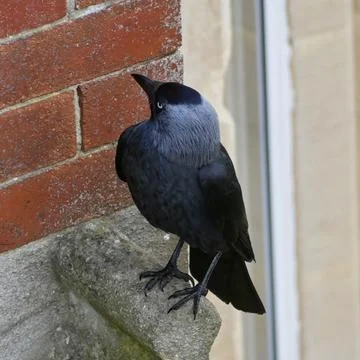 Close-Up of Eurasian Jackdaw Perched on Brick and Stone Wall in Bristol Stock Photos