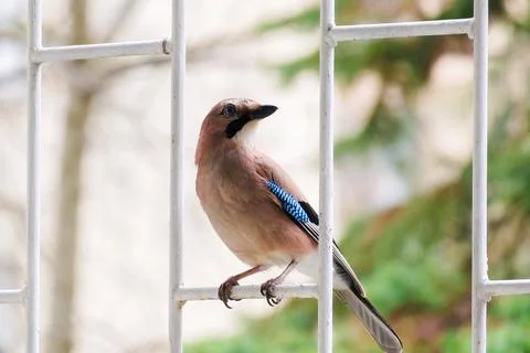 Close-up of Eurasian Jay, birds in wildlife Stock-Fotos