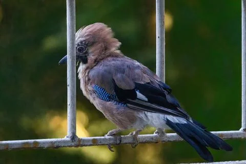 Close-up of eurasian jay perching Stock Photos