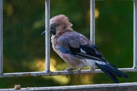Close-up of eurasian jay perching Foto stock