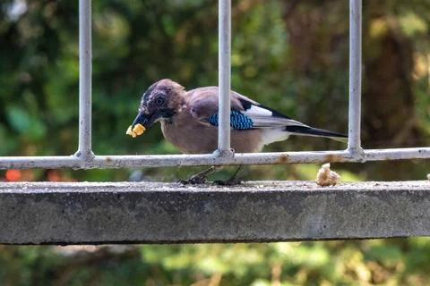 Close-up of eurasian jay perching Foto stock