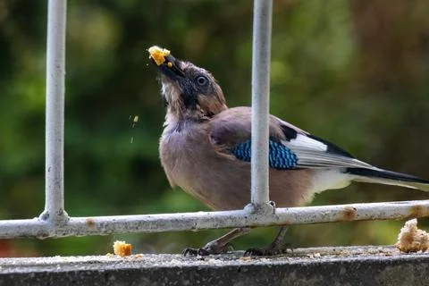 Close-up of eurasian jay perching Foto stock