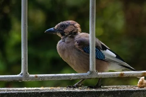 Close-up of eurasian jay perching Stock Photos
