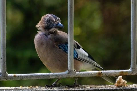 Close-up of eurasian jay perching Stock Photos