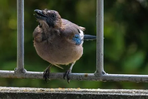 Close-up of eurasian jay perching Stock Photos
