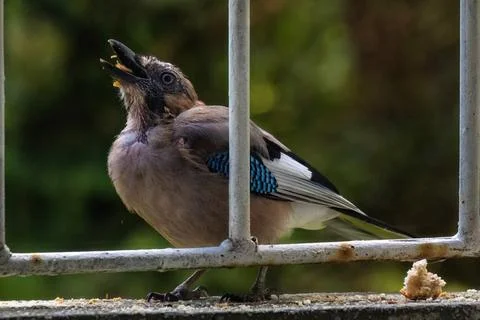 Close-up of eurasian jay perching Stock Photos