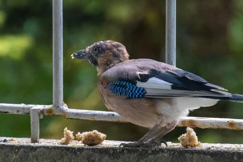 Close-up of eurasian jay perching Stock Photos