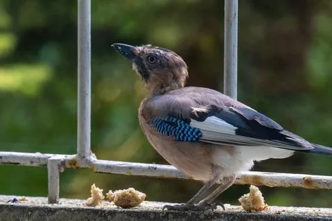 Close-up of eurasian jay perching Foto stock