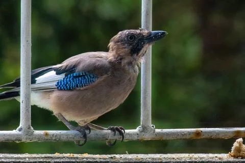 Close-up of eurasian jay perching Stock Photos