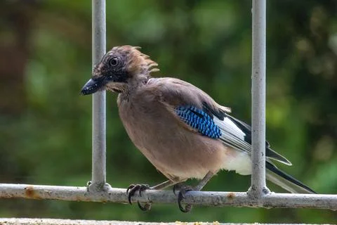 Close-up of eurasian jay perching Stock Photos