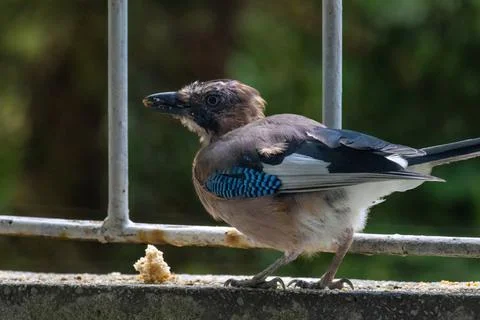 Close-up of eurasian jay perching Stock Photos