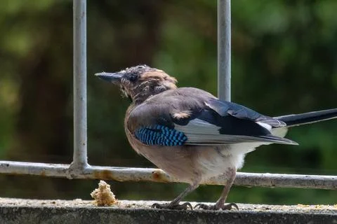 Close-up of eurasian jay perching Stock Photos