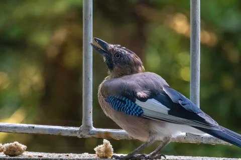 Close-up of eurasian jay perching Stock Photos