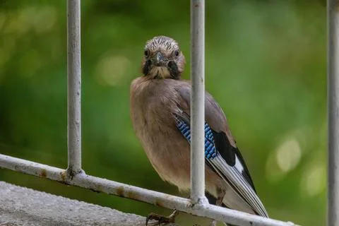 Close-up of eurasian jay perching Foto stock