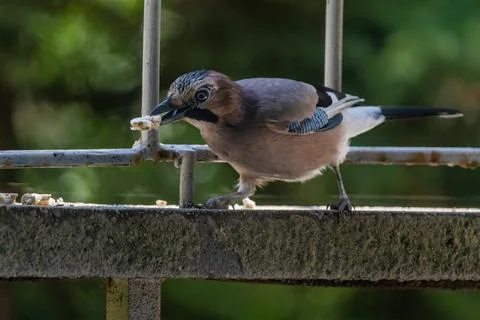 Close-up of eurasian jay perching Stock-Fotos