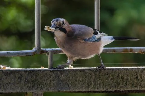 Close-up of eurasian jay perching Stock-Fotos