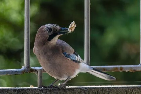 Close-up of eurasian jay perching Stock Photos