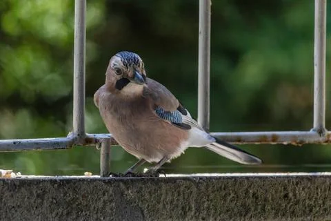 Close-up of eurasian jay perching Stock Photos