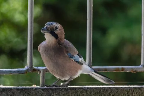 Close-up of eurasian jay perching Stock Photos