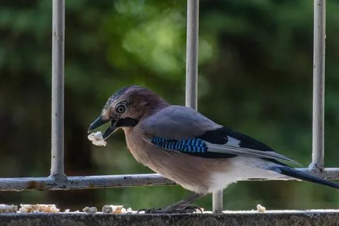 Close-up of eurasian jay perching Stock Photos