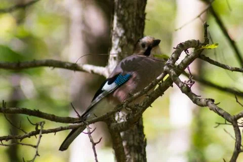 Close-up of an Eurasian Jay Stock Photos