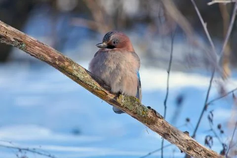 Close-up of eurasian jay sitting on a branch with a lichen on a soft backgrou Stock Photos