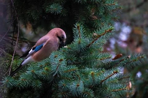 Close-up of Eurasian Jay spotted on a Branch of a Tree Stock-Fotos