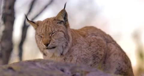 Close-up of a Eurasian lynx lying on a rock in forest looking for prey Stock Footage 142733056