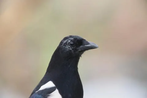 Close-up of eurasian magpie with blurred background. Stock Photos
