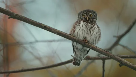 Close Up Of The Eurasian Pygmy Owl (Glaucidium passerinum) Singing On A Tree Stock Footage 238614134
