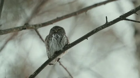 Close Up Of The Eurasian Pygmy Owl (Glaucidium passerinum) On A Tree Branch Stock Footage 238614675