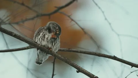 Close Up Of The Eurasian Pygmy Owl (Glaucidium passerinum) On A Tree Branch Stock Footage 238614767
