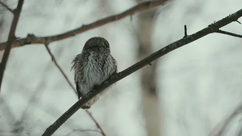 Close Up Of The Eurasian Pygmy Owl (Glaucidium passerinum) On A Tree Branch Stock Footage 238616271