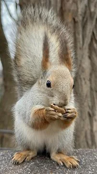Close-up of a Eurasian Red Squirrel Eating a Walnut on a Tree Stock Photos