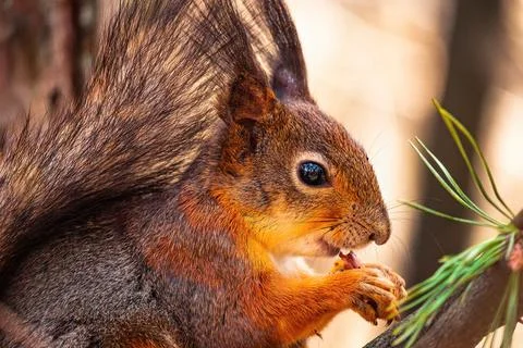 Close up eurasian red squirrel (Sciurus vulgaris) with walnut. Spring colors Foto stock