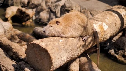 Close-up. Eurasian river otter. Two otters, black and brown bask in the sun Stock Footage 128913217