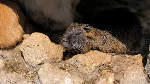 Close-up. Eurasian river otter. Two otters, black and brown bask in the sun Stock Footage 128913467