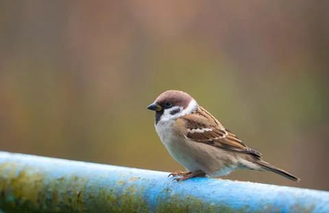 A close-up of a Eurasian tree sparrow (Passer montanus) perched on a metal .. Stock-Fotos
