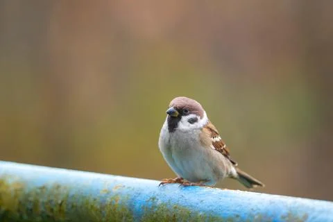 A close-up of a Eurasian tree sparrow (Passer montanus) perched on a metal .. Stock-Fotos